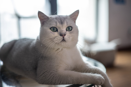 A blue British shorthair cat is sitting on the sofa and looking at the camera. Cat indoors.