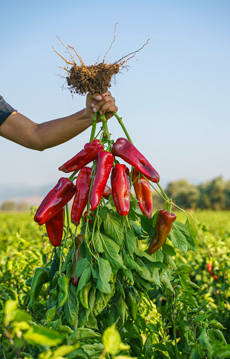 Harvesting ripe organic red peppers in the field