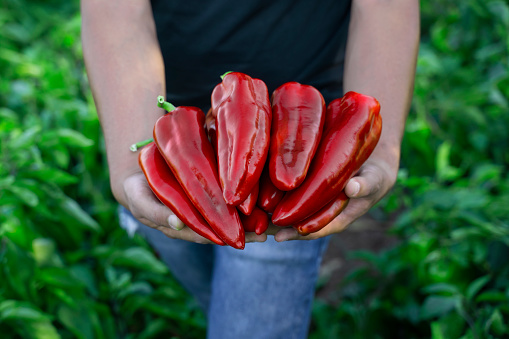 Harvesting ripe organic red peppers in the field