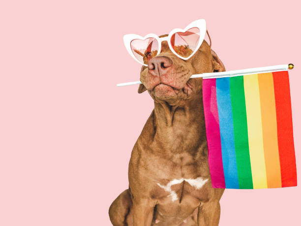 istock Lovable, pretty dog and Rainbow Flag. Closeup 1423260045