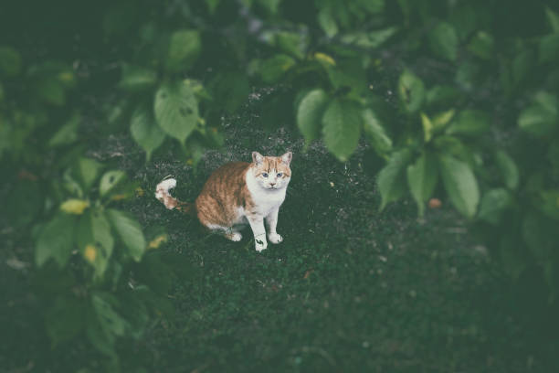 Image of a tabby cat surrounded by leaves