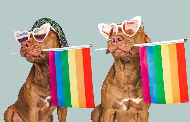 istock Lovable, pretty dog and Rainbow Flag. Closeup 1423260124