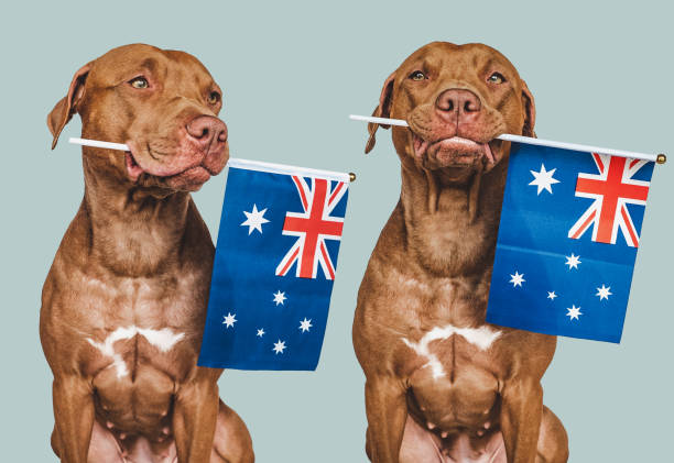istock Lovable, pretty dog and Australian Flag. Closeup 1423260678