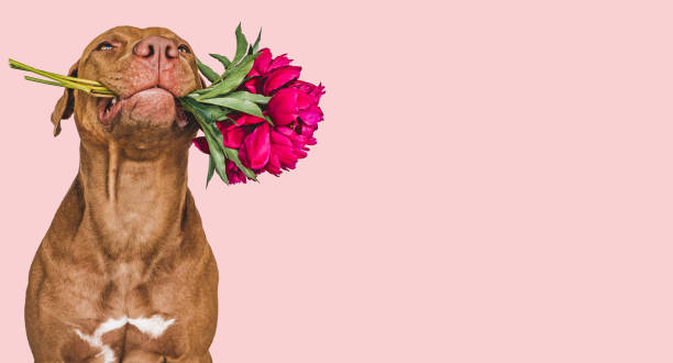 istock Lovable, pretty brown puppy and bright flowers 1423260705