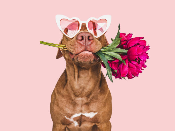 istock Lovable, pretty brown puppy and bright flowers 1423260717
