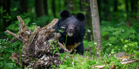 Close Asiatic black bear (Ursus thibetanus) in summer forest. Wildlife scene from nature