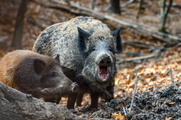 Close two wild boar in autumn forest. Wildlife scene from nature