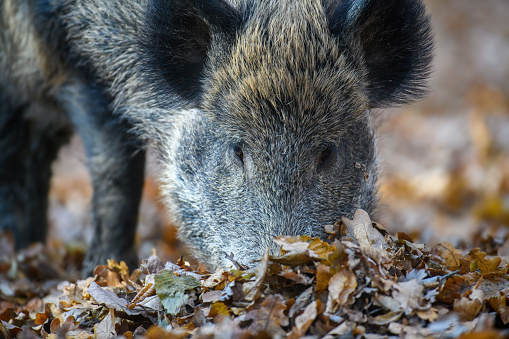Male boar in an autumn forest looks for acorns in a fallen leaf. Wildlife scene from nature