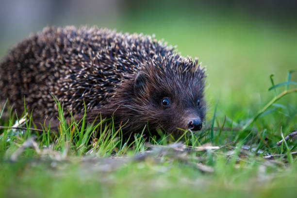 istock Hedgehog in green grass. Wildlife scene from nature 1423262991