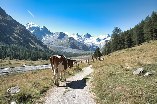 Some cows grazing in the Swiss Alps walk on trail near alpine glaciers