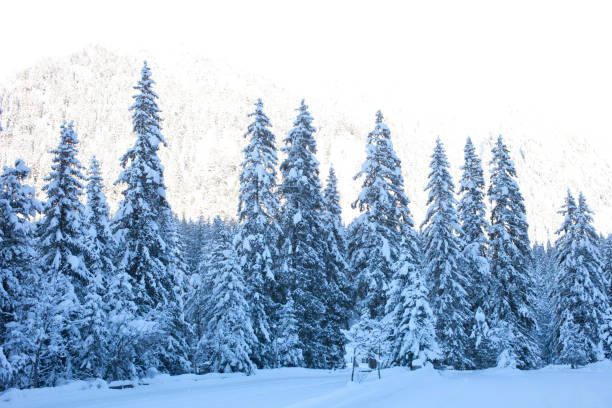 Snow covered pine trees in mountain.