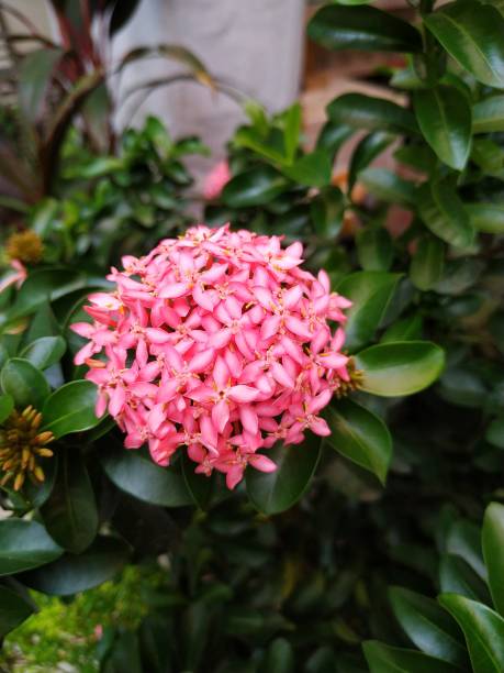 istock Soka flower in bloom 1423266554