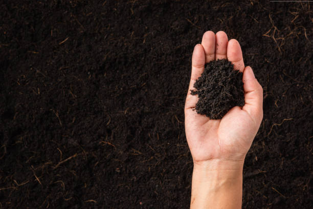 istock woman hand holding compost fertile black soil background 1423266565