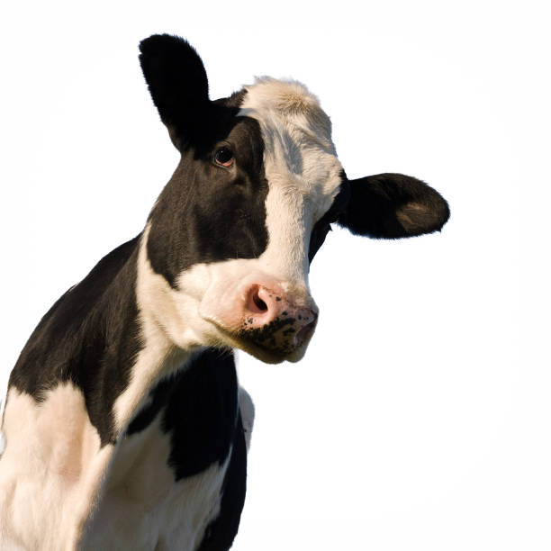 istock Holstein cow over white background 1423267027