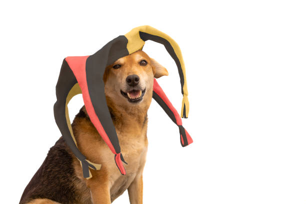 Dog with black, yellow and red harlequin hat on white background