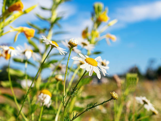 istock A sunny summer meadow with daisies, a beautiful background 1423271122