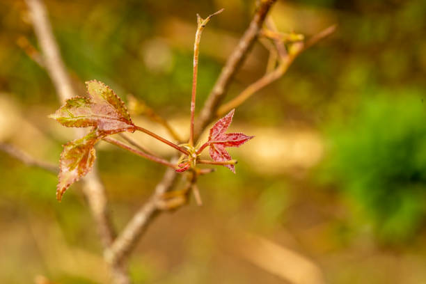 istock the leaves of the maple and blurred background 1423271569