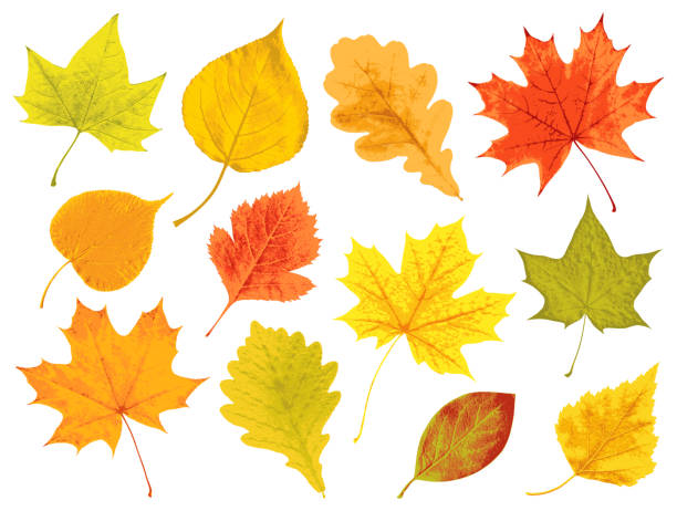 ilustraciones, imágenes clip art, dibujos animados e iconos de stock de hojas otoñales  - fall leaves