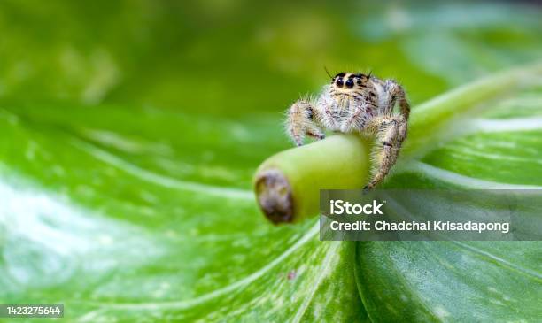 Jumping Spider On A Epipremnum Aureum Leaf Macro Photography Stock Photo - Download Image Now