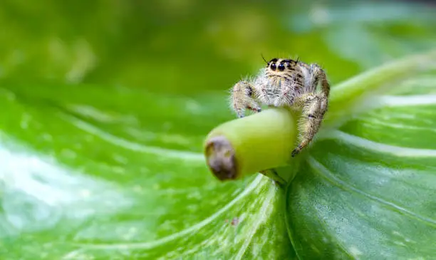 Photo of Jumping spider on a Epipremnum aureum leaf. Macro photography