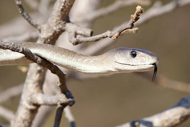 detalhe de cobra mamba-negra - transvaal - fotografias e filmes do acervo