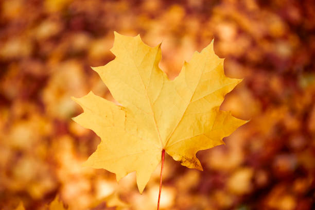 Autumn maple Leaf close up. Nature autumn background. High quality photo