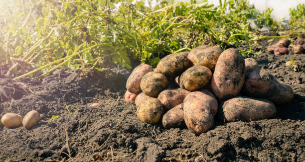istock Fresh dug potatoes in the garden. 1423276475