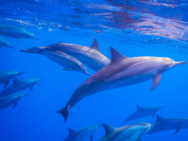 istock all around are dolphins on the surface while diving 1423277508