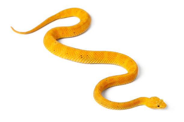 giallo vipera dalle ciglia-bothriechis schlegelii, velenose, sfondo bianco - snake foto e immagini stock