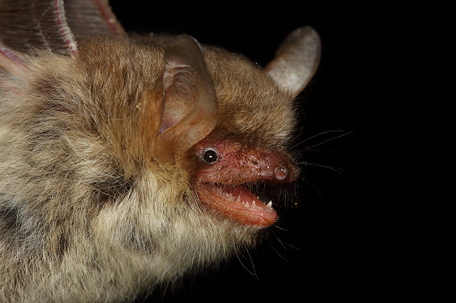 Portrait of Natterer's bat (Myotis nattereri) in a natural habitat