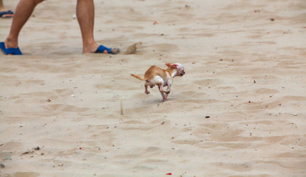 istock dog on the beach 1423280015