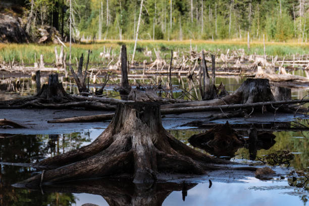 istock Close up of dark tree stumps on a drying river bed in Finland 1423280291