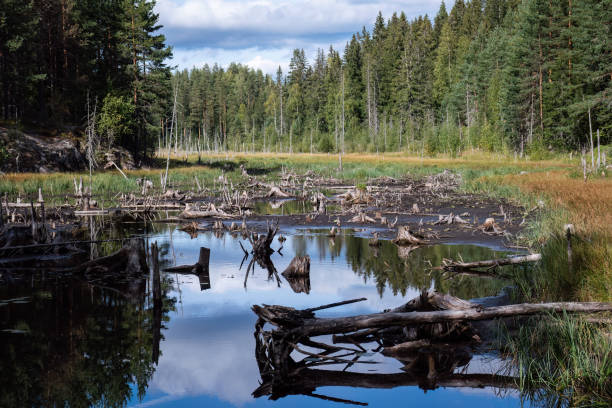 istock Tree stumps on a drying river bed in Finland 1423280370
