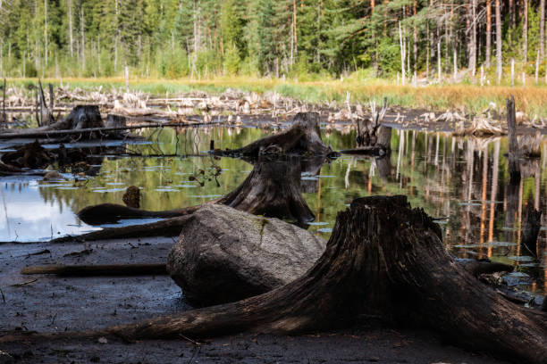 istock Close up of dark tree stumps on a drying river bed in Finland 1423280454