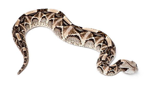 istock Gaboon viper - Bitis gabonica, poisonous, white background 142328059
