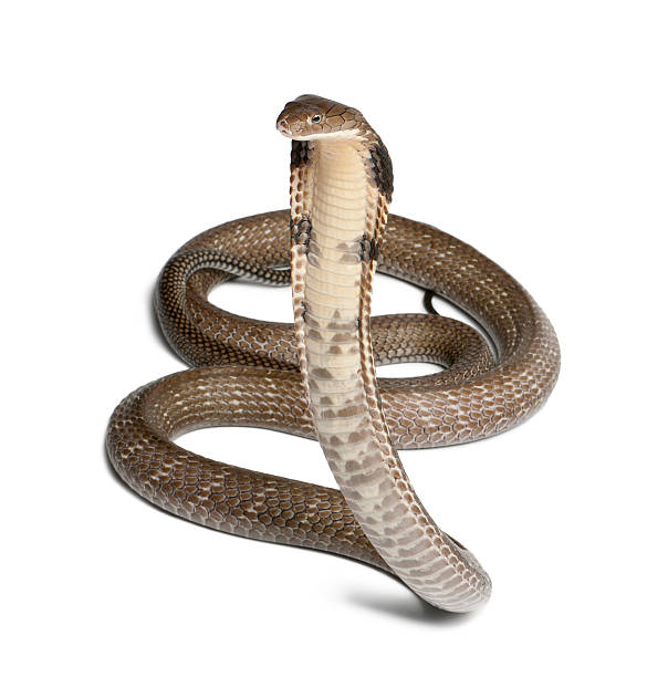 ophiophagus hannah, king cobra sobre fondo blanco - cobra rey fotografías e imágenes de stock