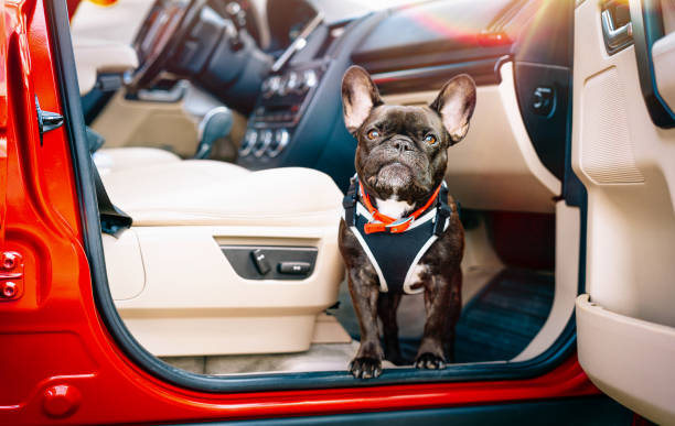 istock French Bulldog In Red Car 1423281532