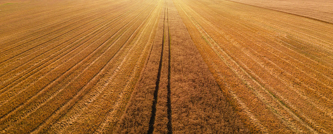 Harvesting season. Golden field of at sunset.