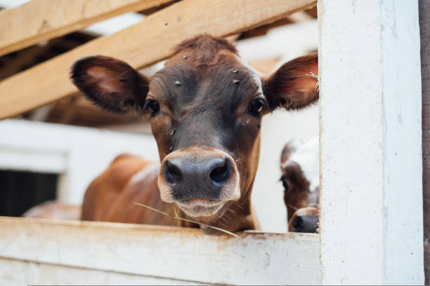 Cows in farm, Venezuela