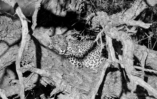 A female Leopard snoozing in a tree in Kalahari savannah