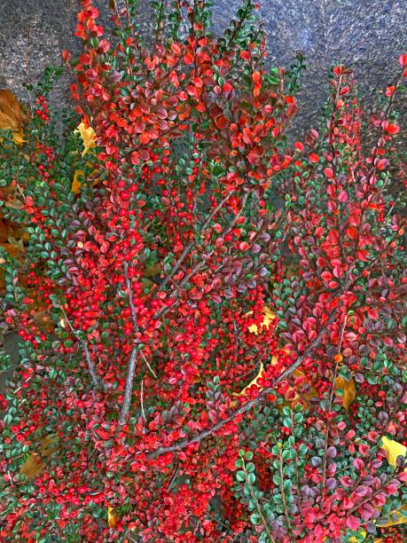 Ornamental shrub Cotoneaster horizontalis in autumn park. Ornamental shrub Cotoneaster horizontalis in autumn park. cotoneaster horizontalis stock pictures, royalty-free photos & images