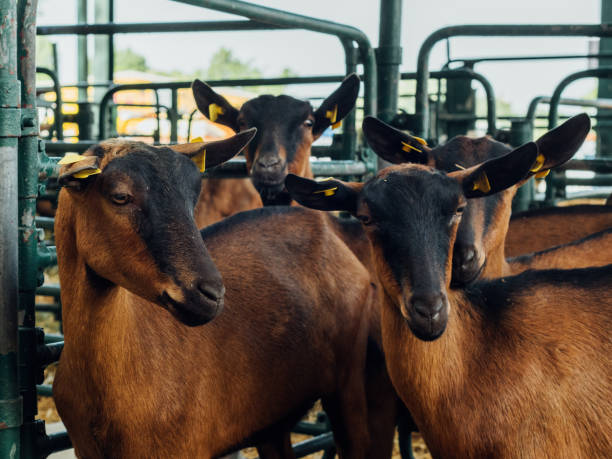istock Domestic goat in ranch pen 1423286614