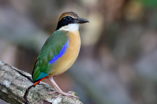 istock MUltiple colors bird with large bills perching on tree root at its habitation, Mangrove PItta 1423287199