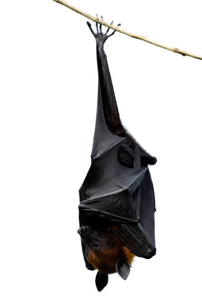 istock Lyles flying fox (Pteropus lylei) mega fruit bat in family Pteropodidae hang on thin branch 1423288728