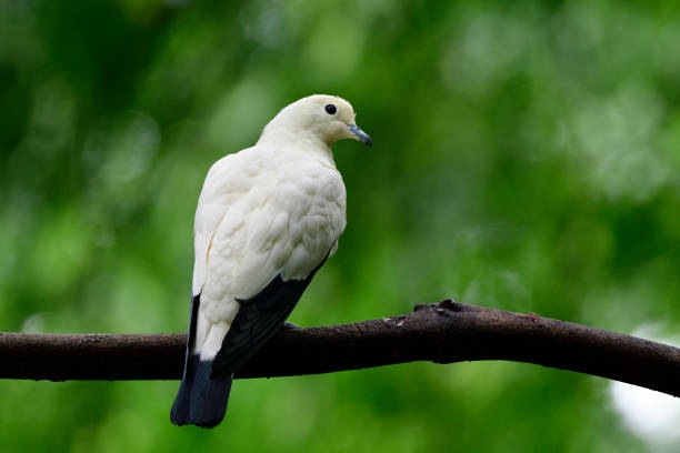 istock pied imperial pigeon (Ducula bicolor) beautiful white bird with black tail perching on tree branch 1423288897