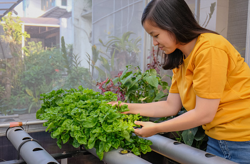 Side view shot of young Asian woman with yellow tshirt, checking her hydroponic leafy vegetable plant