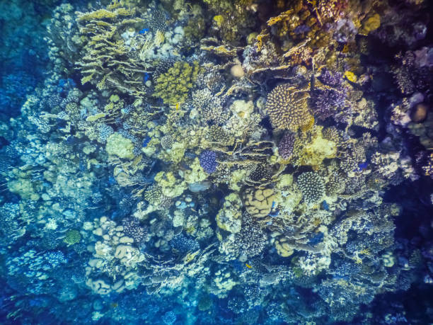 istock different colorful corals in the red sea in egypt 1423292376