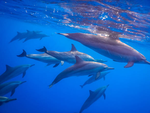 istock dolphins very close on the surface while diving in the red sea 1423292388