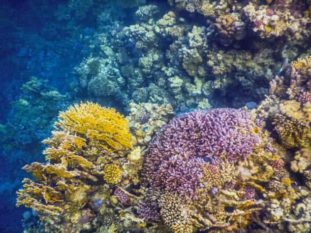 istock different colors from the corals while snorkeling on vacation 1423292391