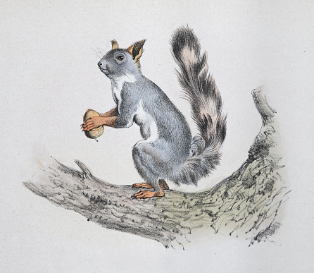 Vintage color illustration - Squirrel